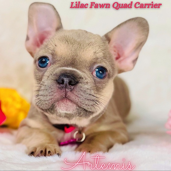 Allergy Alert - Smoke free, pet friendly home! - Picture 8 of 16